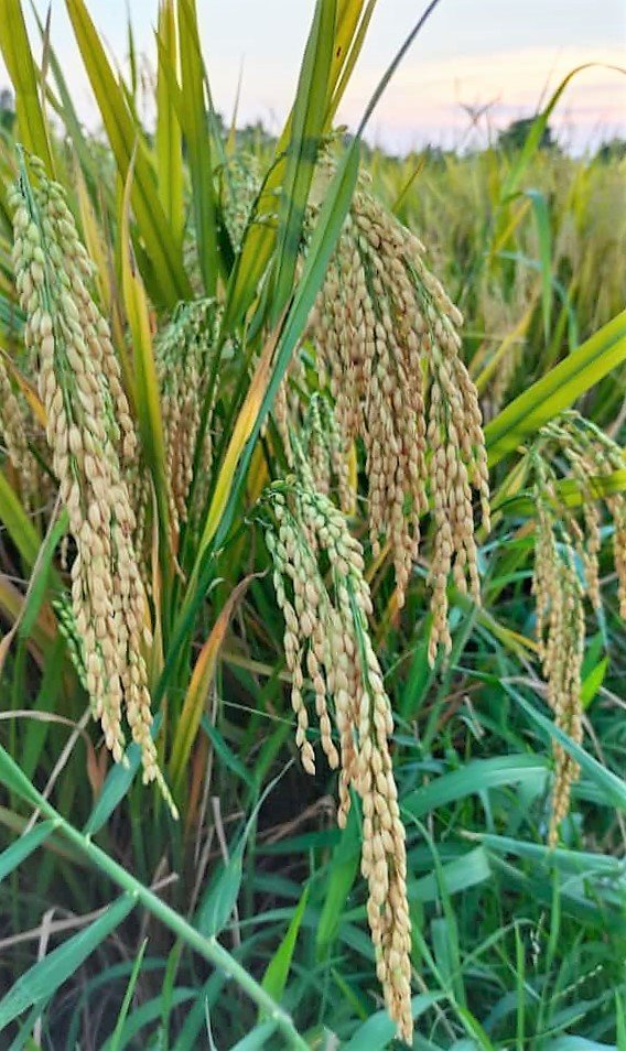 Paddy Cultivation