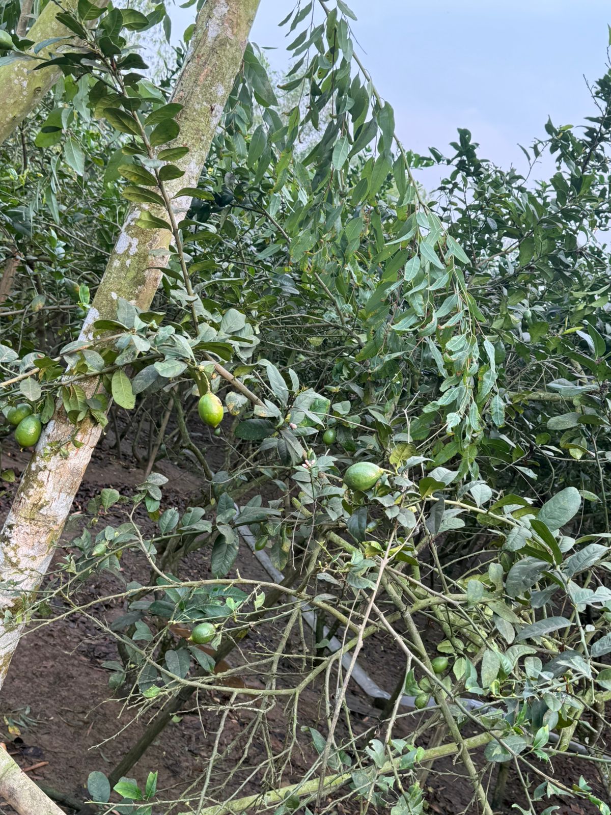 Aabis Agro Complex Main Project Site