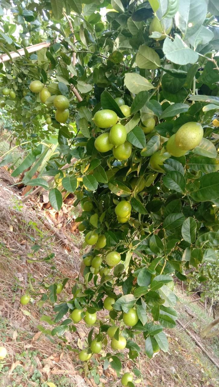 Lemon Garden Unit