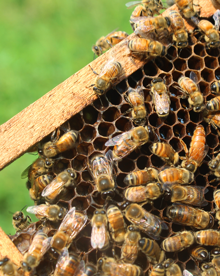 Bee Farming Unit