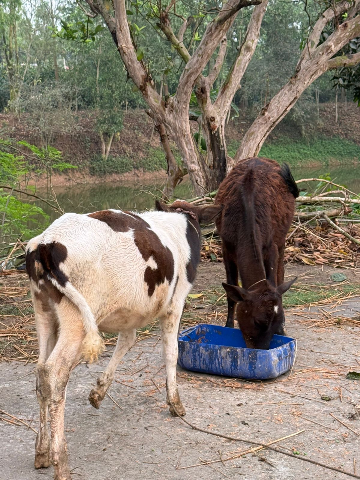 Dairy & Fattening Unit