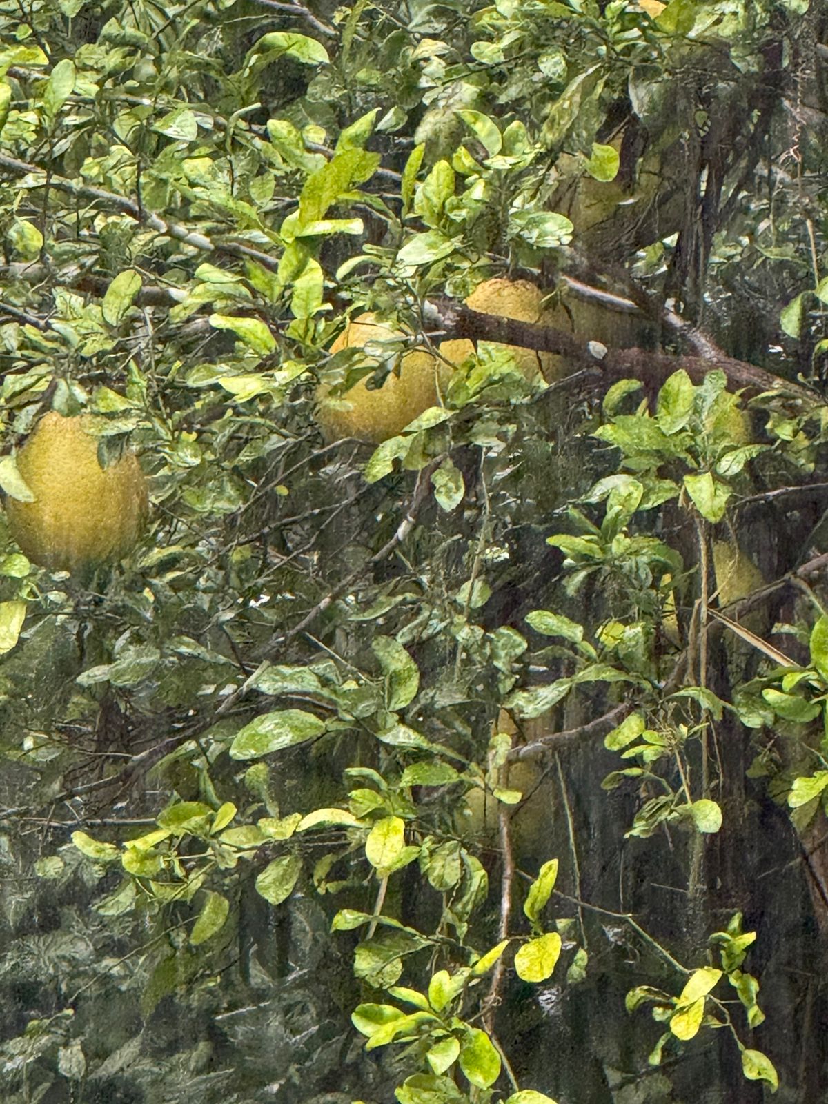 Lemon Garden Unit