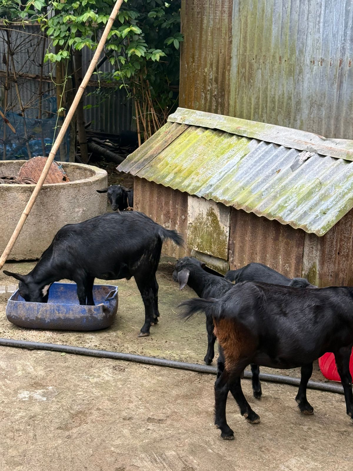 Goat Farming Unit