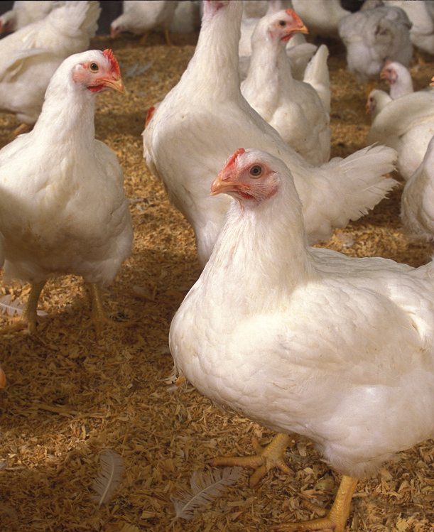 Integrated Cattle and Dairy Sheds